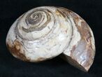 Giant Fossil Snail (Pleurotomaria) - Madagascar #9539-1
